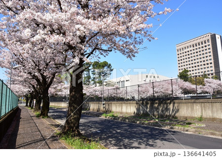 藤沢市 日本大学生物資源科学部と日本大学付属校間の桜並木 藤沢市 日本大学生物資源科学部と日本大学付属校間の桜並木 136641405