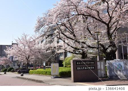 藤沢市　日本大学付属校（藤沢高等学校・中学校・小学校）の満開桜 136641408