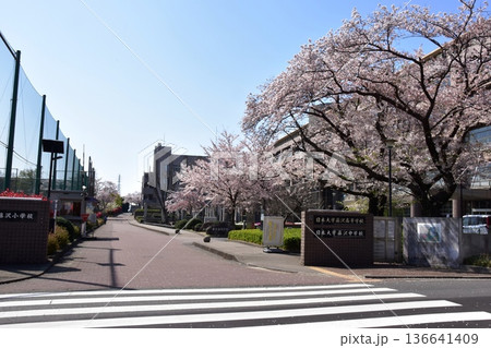 藤沢市 日本大学付属校(藤沢高等学校・中学校・小学校)の満開桜 藤沢市 日本大学付属校(藤沢高等学校・中学校・小学校)の満開桜 136641409