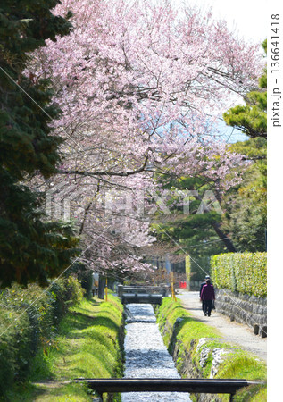 春の京都疎水を歩く 南禅寺 京都 春の京都疎水を歩く 南禅寺 京都 136641418