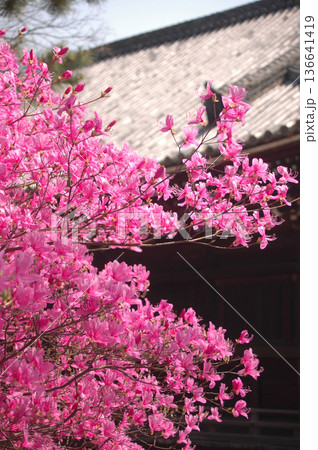 仁和寺のミツバツツジ　京都 136641419