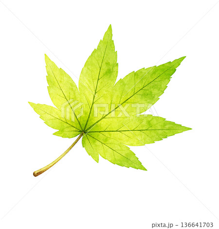 もみじ 緑 水彩 葉っぱ 春 シンプル イラスト 切り抜き素材 136641703