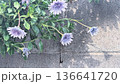 紫色の花と塀 136641720