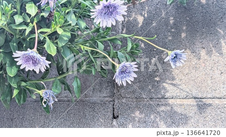 紫色の花と塀 紫色の花と塀 136641720