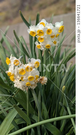 春に咲くスイセンの白い花 春に咲くスイセンの白い花 136641721