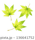 もみじ 新緑 葉っぱ 水彩 3枚セット ナチュラル イラスト 切り抜き素材 136641752