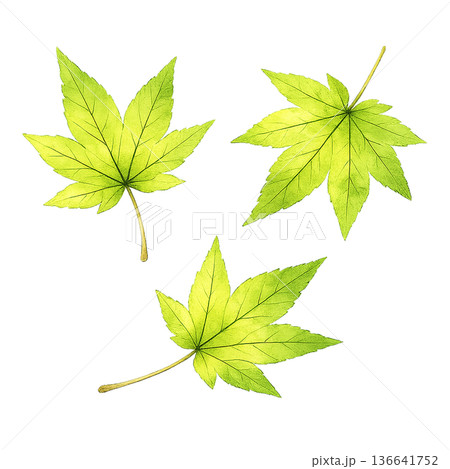 もみじ 新緑 葉っぱ 水彩 3枚セット ナチュラル イラスト 切り抜き素材 136641752