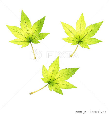 もみじ 新緑 葉っぱ 水彩 3枚セット ナチュラル イラスト 切り抜き素材 136641753