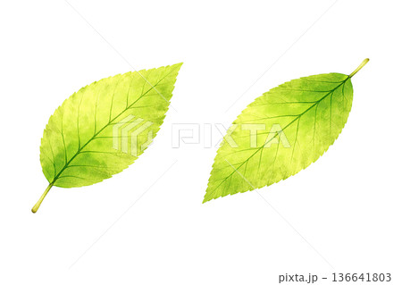 葉っぱのイラスト素材 136641803