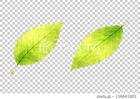 葉っぱのイラスト素材 136641803