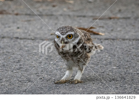 Spotted owlet (Athene brama) It is a type of bird of prey such as an owl. that can be found in Thailand 136641829