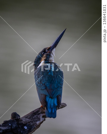 Common kingfisher (Alcedo atthis)A small bird with beautiful colors and a long pointed bill. The personality is rather cautious. Found in rivers, streams, lakes, swamps, or other fresh and brackish 136641831