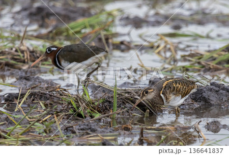 Greater painted-snipe On the ground in the field. 136641837