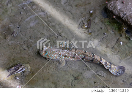 Mudskipper It is a fish that can live on land, fresh water, brackish water, and salt water. It can only be found in mangrove forests that are flooded. It is unique to the mangrove forest. Mudskipper It is a fish that can live on land, fresh water, brackish water, and salt water. It can only be found in mangrove forests that are flooded. It is unique to the mangrove forest. 136641839