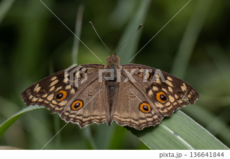 The Lemon Pansy  (Junonia lemonias) Male and female butterflies have brown wings, orange eye spots, and faded yellow spots.spread on front wings The back wings have clearly visible eye spots. 136641844