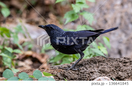 Myophonus caeruleus caeruleus It is a bird that migrates into Thailand during the winter. 136641845