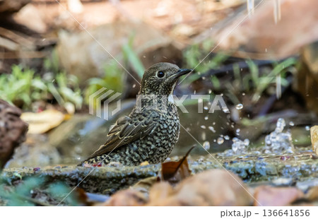 White-throated Rockthrush ( Monticola gularis) Playing in a pond in a hot day. White-throated Rockthrush ( Monticola gularis) Playing in a pond in a hot day. 136641856