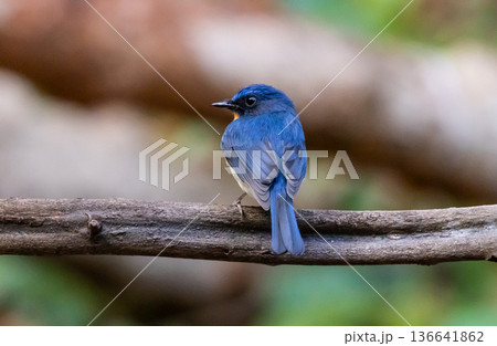 Chinese blue flycatcher (Cyornis glaucicomans) It is another bird with beautiful colors. Chinese blue flycatcher (Cyornis glaucicomans) It is another bird with beautiful colors. 136641862