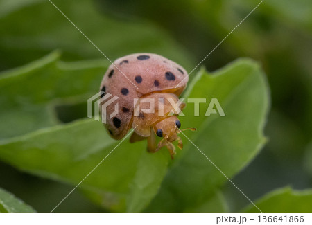 Ladybug It is a macro photo shoot. 136641866