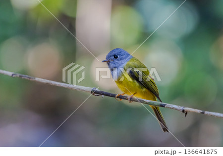 Grey-headed Canary-flycatcher ( Culicicapa ceylonensis The head has a short, ridged crest. The head and chest are gray, contrasting with the upper body and yellow-green tail. The rump and lower body Grey-headed Canary-flycatcher ( Culicicapa ceylonensis The head has a short, ridged crest. The head and chest are gray, contrasting with the upper body and yellow-green tail. The rump and lower body 136641875