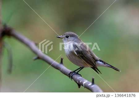 Taiga Flycatcher ( Ficedula albicilla) The mouth is black. The head and upper body are grey-brown. The tail is black. The outer pair of tail bases are white. The lower body is greyish-white. Taiga Flycatcher ( Ficedula albicilla) The mouth is black. The head and upper body are grey-brown. The tail is black. The outer pair of tail bases are white. The lower body is greyish-white. 136641876