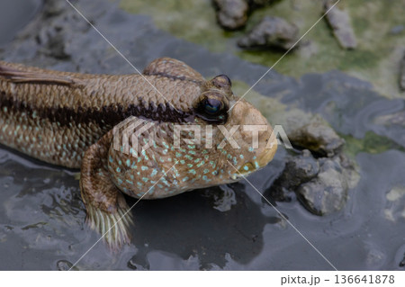 Mudskipper fish (Periophthalmus) on a green mossy mudflat. 136641878