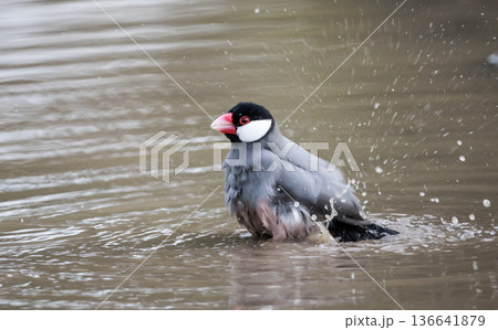Java Sparrow (Lonchura oryzivora) bathing in a shallow puddle. 136641879