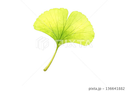 銀杏 の葉の水彩イラスト 136641882