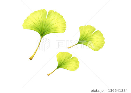 銀杏 の葉の水彩イラスト 136641884