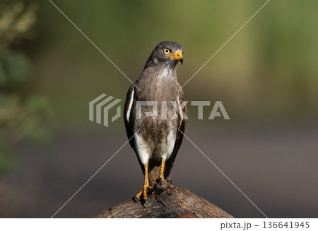 Rufous-winged Buzzard (Butastur liventer) perched on a curved branch against a blurred green background. Rufous-winged Buzzard (Butastur liventer) perched on a curved branch against a blurred green background. 136641945
