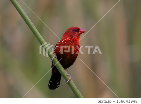 Red Avadavat ,Strawberry Finch Because it has a strawberry-like color during the breeding season. 136641948
