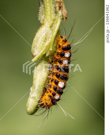 Thyrassia penangae is a species of moth in the family Zygaenidae. It is found in south-east Asia, including Peninsular Malaysia and China. 136641962