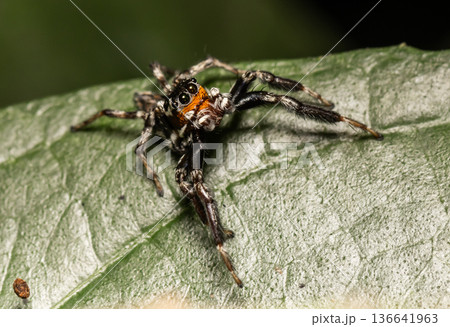 Jumping spiders are a group of spiders in the family Arachnids, which is considered to be the most populous family of spiders, with over 5,000 species. Jumping spiders are a group of spiders in the family Arachnids, which is considered to be the most populous family of spiders, with over 5,000 species. 136641963