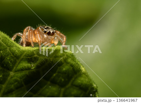 Jumping spider Which comes from the distinctive characteristics of fighters who can fly far to hunt prey. 136641967