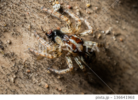 Jumping spider which comes from its distinctive feature of being able to jump far to hunt prey. Jumping spider which comes from its distinctive feature of being able to jump far to hunt prey. 136641968
