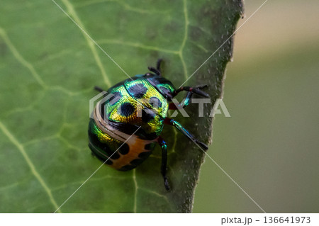 Jewel bug It has soft wings but a hard, armor-like chest. Jewel bug It has soft wings but a hard, armor-like chest. 136641973
