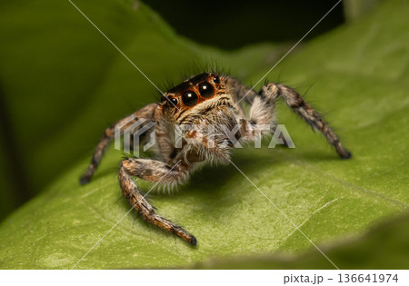 Jumping Spider Common names that people commonly call it include "tropical jumping spider" or "thick jumping spider." Jumping Spider Common names that people commonly call it include "tropical jumping spider" or "thick jumping spider." 136641974