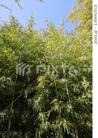 青空と竹林 136642018