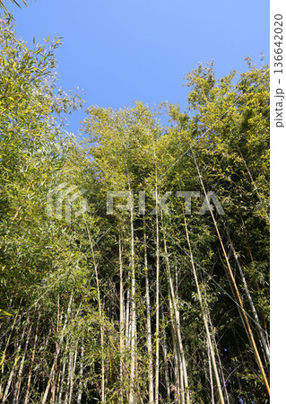 青空と竹林 136642020