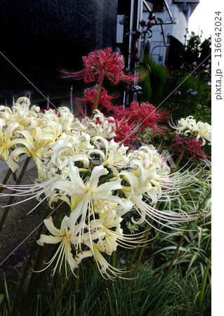 秋10月町中に咲いた白と赤の彼岸花 136642024