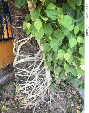 木に絡みつく絞め殺しイチヂク 136642347