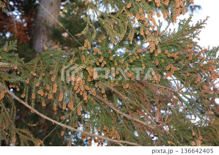 スギの木 スギ花粉 スギの木 スギ花粉 136642405