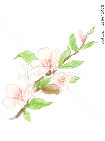 咲き誇るアーモンドの花の手描きの線画イラスト 136642458