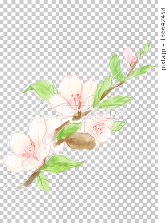 Hand drawn line art illustration of blooming almond flowers 136642458