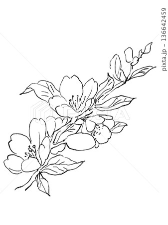 咲き誇るアーモンドの花の手描きの線画イラスト 136642459