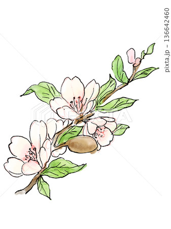 咲き誇るアーモンドの花の手描きの線画と水彩イラスト 136642460