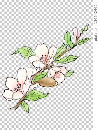 Hand drawn line and watercolor illustration of blooming almond blossoms 136642460