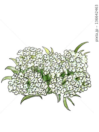 咲き誇る白いアッサムの花の手描きの線画と水彩イラスト 咲き誇る白いアッサムの花の手描きの線画と水彩イラスト 136642463