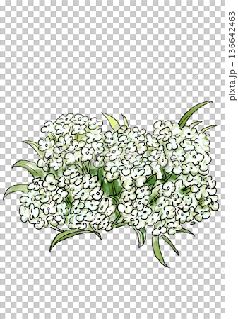 咲き誇る白いアッサムの花の手描きの線画と水彩イラスト 咲き誇る白いアッサムの花の手描きの線画と水彩イラスト 136642463