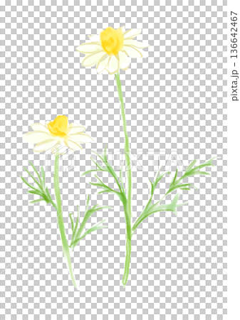 Hand-painted watercolor illustration of blooming chamomile flowers 136642467